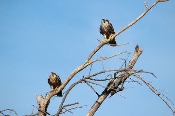 Lanner Falcons (Falco biarmicus) of Namibia. Photograph taken on a farm outside of Otjiwarongo.