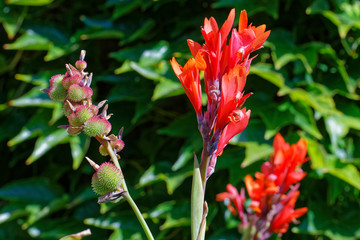 Indisches Blumenrohr