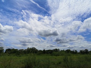 white clouds in the blue sky natural background on green feild and bush tree