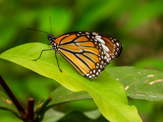 Fototapeta na wymiar Cute butterfly sitting on the leaf