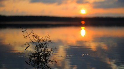 At sunset, aquatic plants on the water surface
