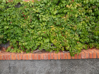 a green wall with red bricks