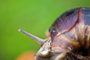 snail on a green leaf