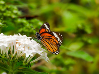 Cute butterfly sitting on the leaf