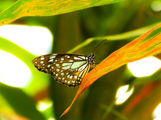 Cute butterfly sitting on the leaf