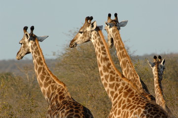 giraffe in africa