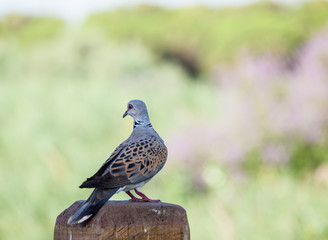 a wild pigeon
