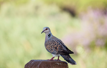 a wild pigeon