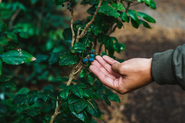 hand picking grapes in vineyard