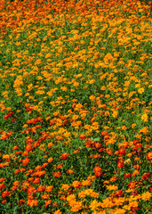 Flower field in Mekong Delta, Vietnam