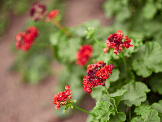 Pelargonium flower wallpaper closeup with blurry background