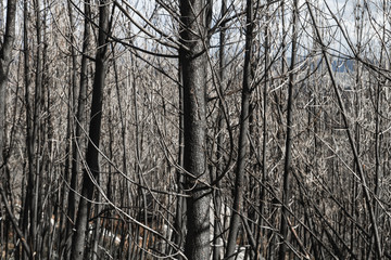 Obraz premium Burned trees after a forest fire