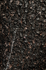 Burned tree bark after a forest fire