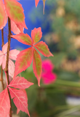 Ornamental grape vine autumnal foliage detail