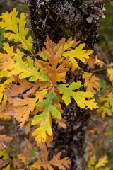 Pyrenean oak autumnal foliage close up