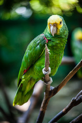 Green Parrot on a tree branch, Green and Yellow Macaw