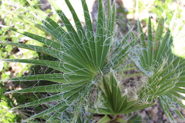 Obraz premium Desert Nature