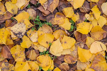 Populus nigra autumnal fallen leaves