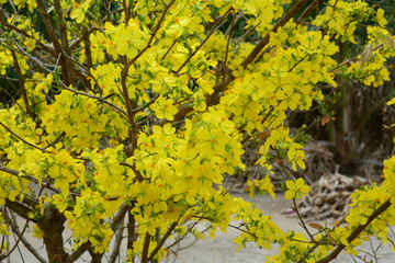 Ochna integerrima flowers at spring time