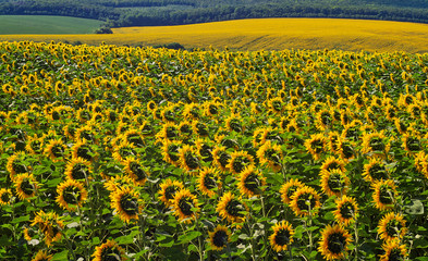 Obraz premium Agriculture. Growing sunflowers on the field