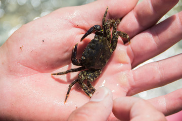 small sea crab with eggs in hands, selective focus