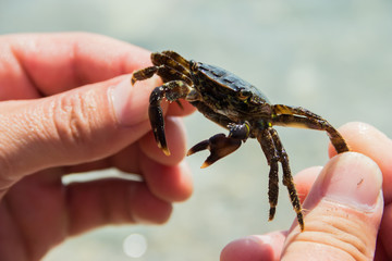 small sea crab with eggs in hands, selective focus