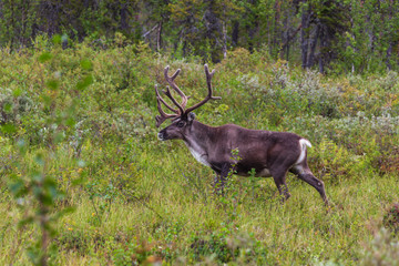 Reindeer close-up in the forest near Jokkmokk in Northern Swedish