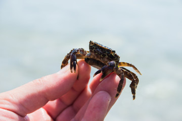 small sea crab with eggs in hands, selective focus