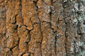 russet trentepohlia  a genus of filamentous chlorophyte green algae