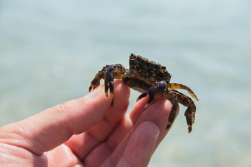 small sea crab with eggs in hands, selective focus