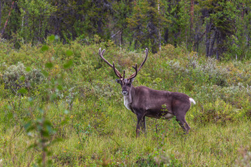 Naklejka na ściany i meble Reindeer close-up in the forest near Jokkmokk in Northern Swedish