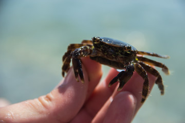 small sea crab with eggs in hands, selective focus