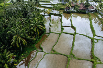 Rice Terrace with water Aerial Shot. Image of beautiful terrace rice field in Ubud area, Bali, Indonesia
