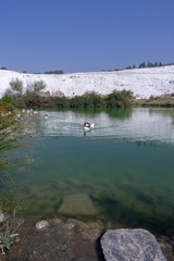 Fototapeta na wymiar Geese swimming on lake in Pamukkale town of Denizli in Turkey. Ornithology, nobody.