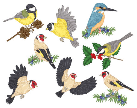 Colorful birds collection. Tits, finches, goldfinches and kingfisher sitting on a branch. Vector illustration. Vintage engraving style.