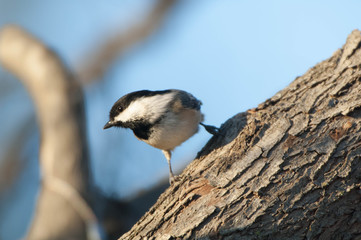 Black capped Chickadee (Poecile atricapillus) perches on a tree branch