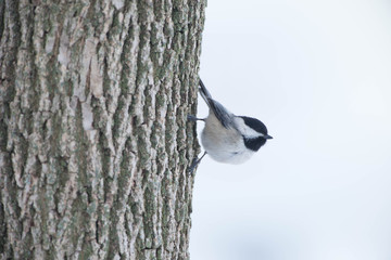 Black capped Chickadee (Poecile atricapillus) perches on a tree branch