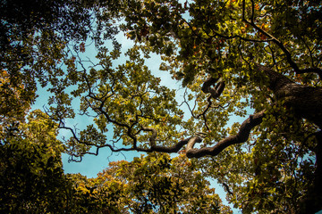 Looking up at the trees