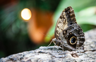 Fototapeta premium Beautiful butterfly on a tree