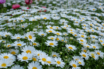 Flower bed. Flowerbed, green red Kobe Japan