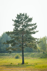 Fototapeta na wymiar Rural landscape, lonely pine on the background of the railway