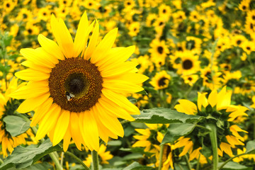 Obraz premium Sunflower with bee on a backgroung of sunflower field