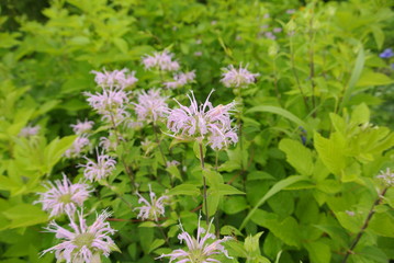pink and white flowers