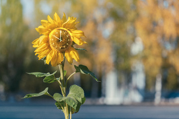 Waiting for the fall. Ripe sunflower with a clock on a background of yellow foliage.