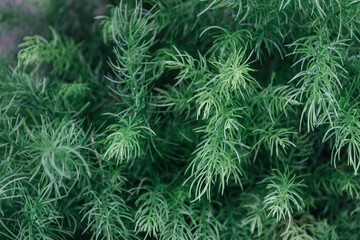 Creative layout made of green leaves. Flat lay. Nature background 