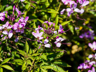 Fleurs en épis sur tige de cléome épineux (Cleome spinosa)