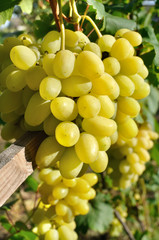 close-up of ripe bunch of grapes in sunny day