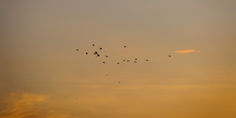 Birds flying while sunset and twilight