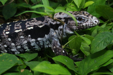 Argentine Black and White Tegu, Tupinambis merianae