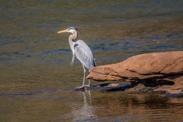 Blue heron at the river